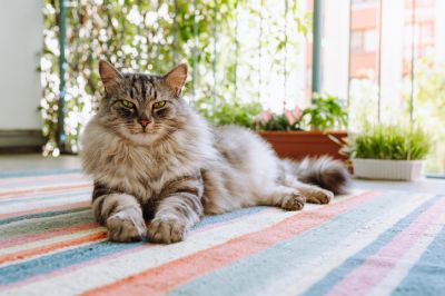 Maine Coon Health Insurance, Maine Coon Insurance, Maine